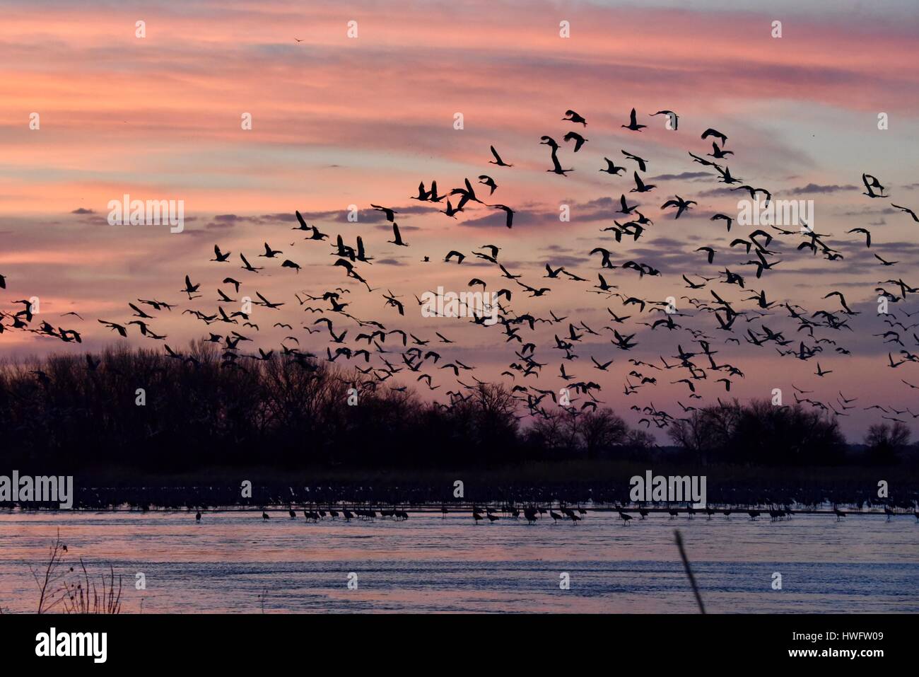 Wood River, Nebraska, USA,  20th March, 2017. Among the world's great animal migrations, the Sandhill Cranes awake and take off at property managed by the Crane Trust, Wood River, Nebraska. The spring migration population of sandhill cranes in the Central Nebraska Flyway is estimated at 650,000. More than 80 percent of the world's population of sandhill cranes converge on Nebraska's Platte River valley, a critical sliver of threatened habitat in North America's Central Flyway. Credit: John D. Ivanko/Alamy Live News Stock Photo