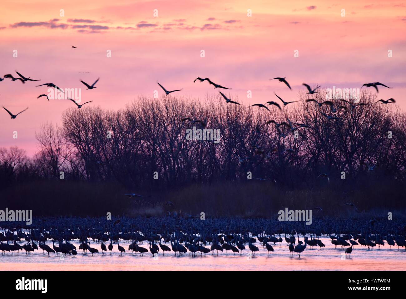 A Night With The Sandhill Cranes At The Crane Trust In >> Wood River Nebraska Usa 20th March 2017 Among The World S Great A Night With The Sandhill Cranes At The Crane Trust In >> Wood River Nebraska Usa 20th March 2017 Among The World S Great