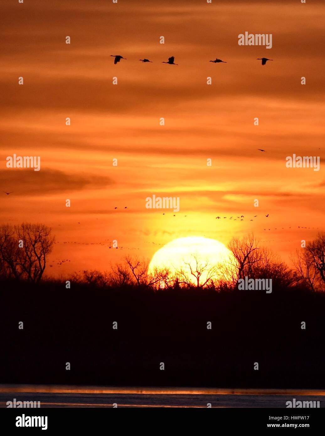 Wood River, Nebraska, USA,  20th March, 2017. Among the world's great animal migrations, the Sandhill Cranes awake and take off at property managed by the Crane Trust, Wood River, Nebraska. The spring migration population of sandhill cranes in the Central Nebraska Flyway is estimated at 650,000. More than 80 percent of the world's population of sandhill cranes converge on Nebraska's Platte River valley, a critical sliver of threatened habitat in North America's Central Flyway. Credit: John D. Ivanko/Alamy Live News Stock Photo