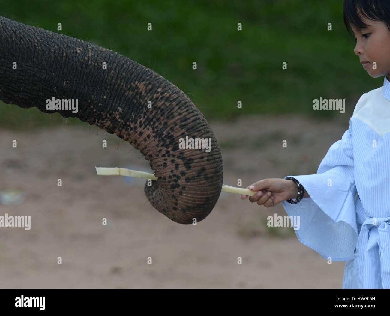 Lampung, Indonesia. 20th Mar, 2017. Photo taken on March 20, 2017 shows a girl giving a sugarcane to a Sumatran elephant in Way Kambas National Park, East Lampung district, Lampung Province, Indonesia. Credit: Agung Kuncahya B./Xinhua/Alamy Live News Stock Photo