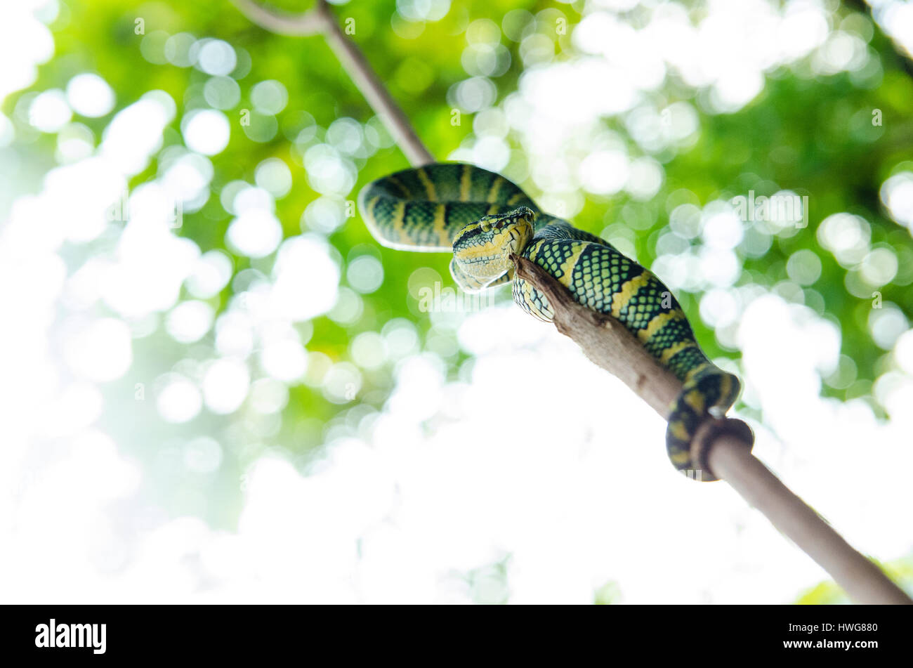 Tropidolaemus wagleri poisonous snake green yellow striped asian Stock Photo