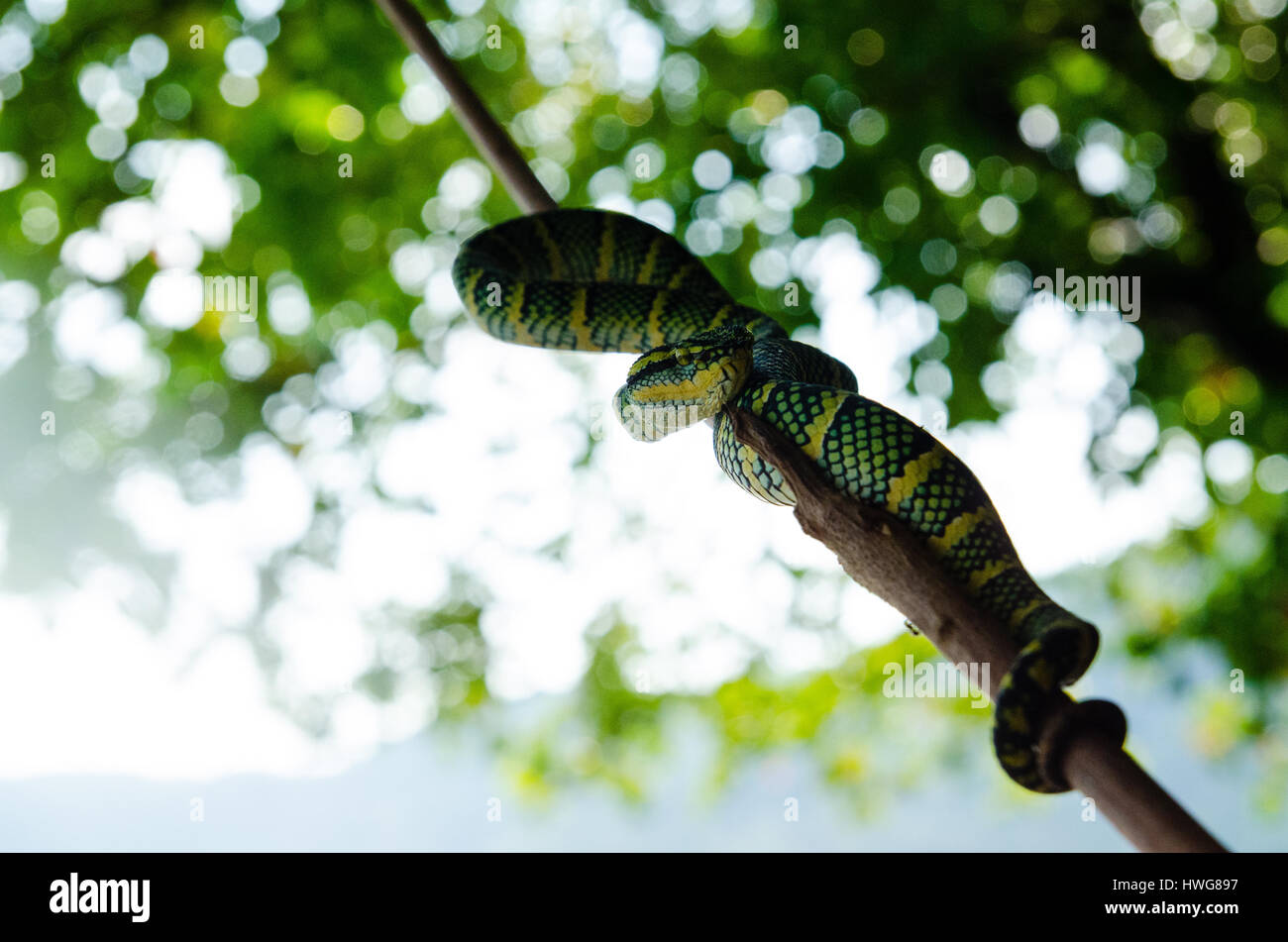 Tropidolaemus wagleri poisonous snake green yellow striped asian Stock Photo