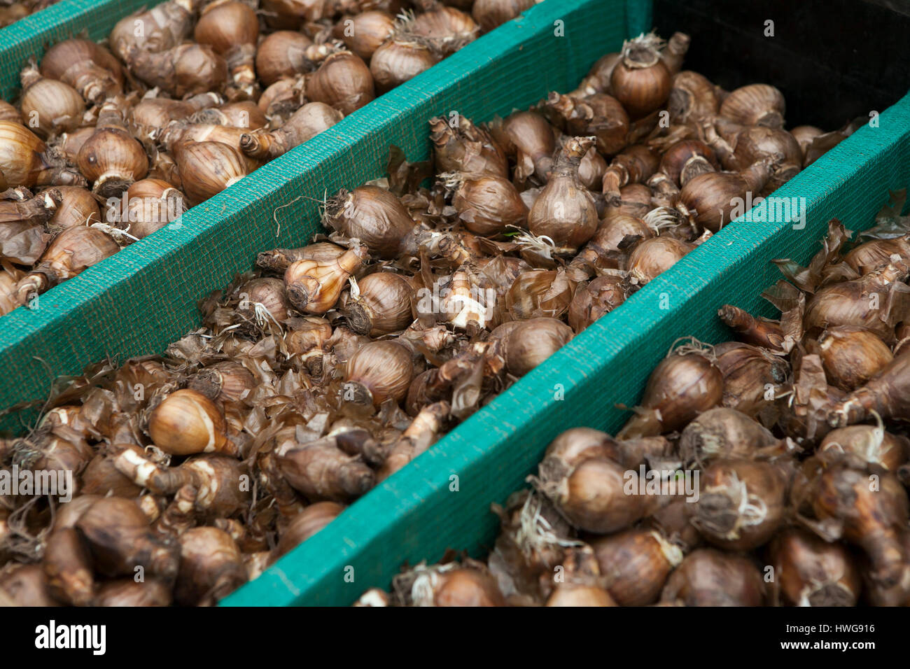 Hundreds of varieties of bulbs for sale at Amsterdam's floating flower market Stock Photo