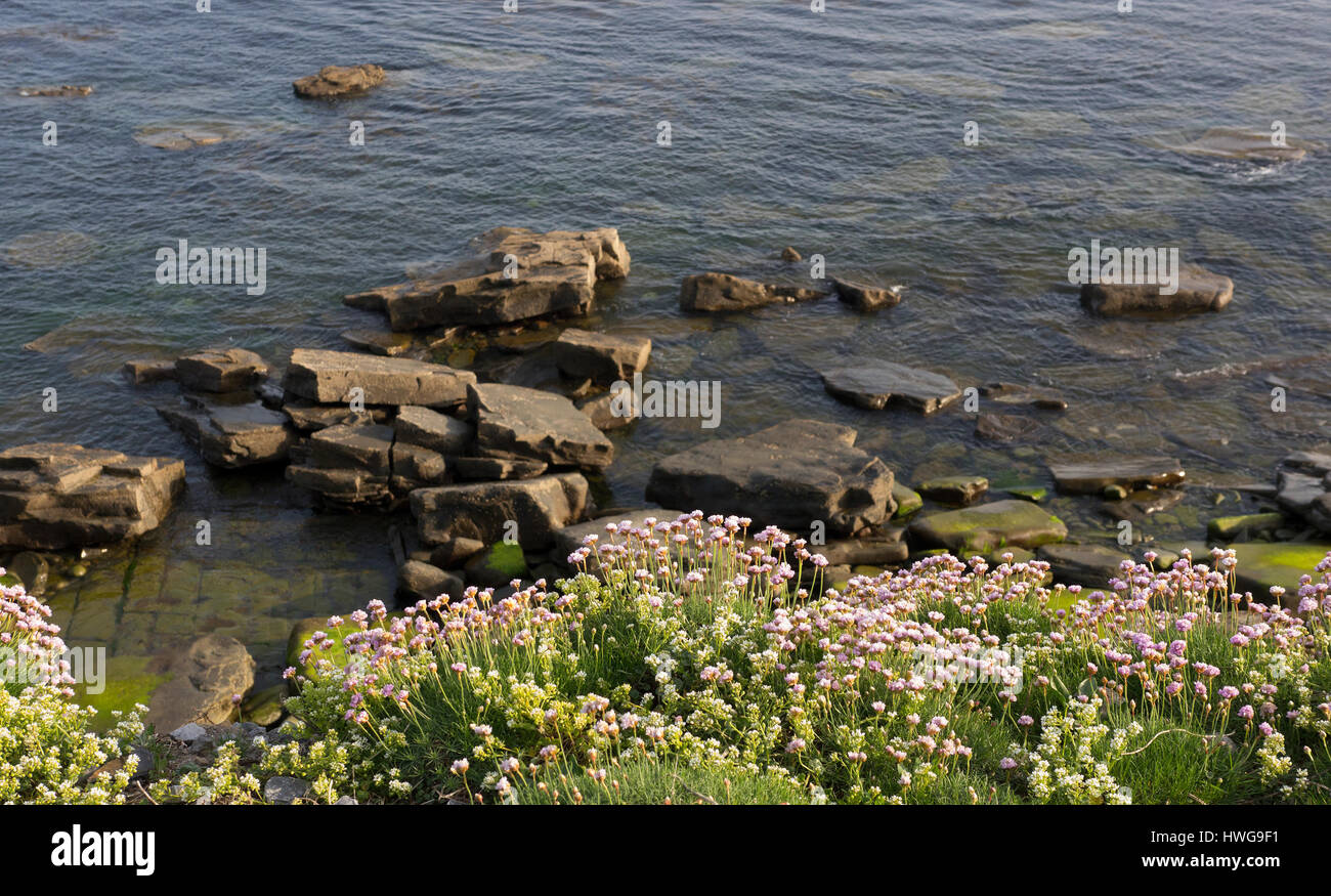 Country cafe near me