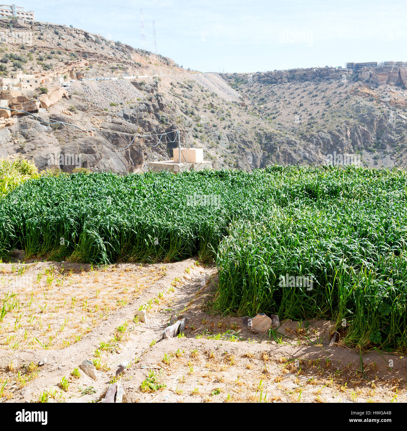 Oman Country Rice nature and color in oman the cultivation of rice plant hill Stock Photo ...
