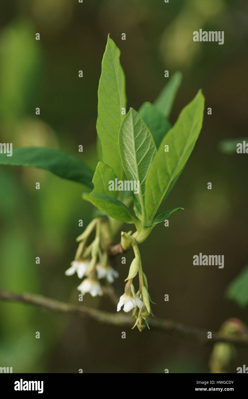 Oemleria cerasiformis Stock Photo