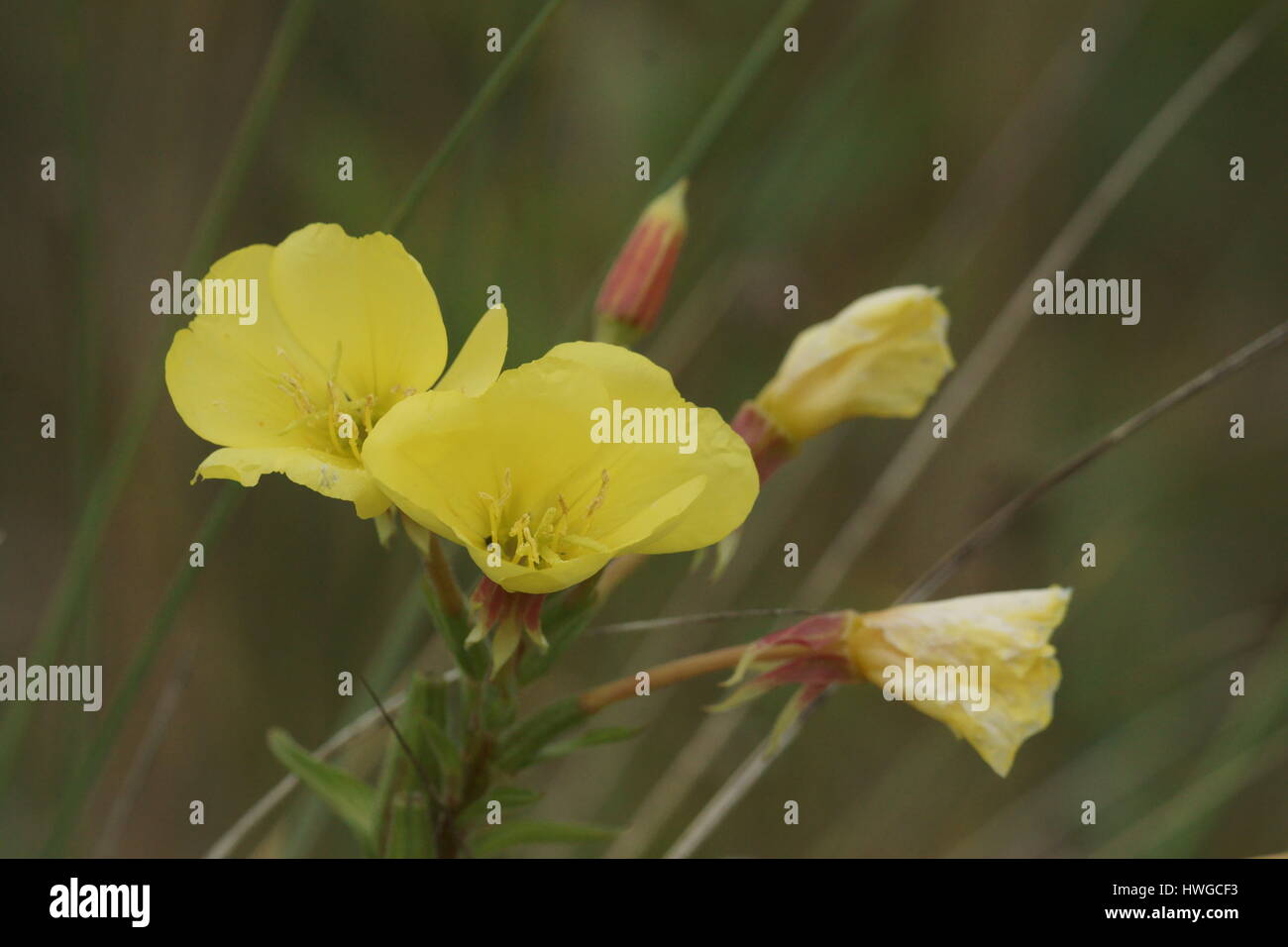 Oenothera x fallax Stock Photo