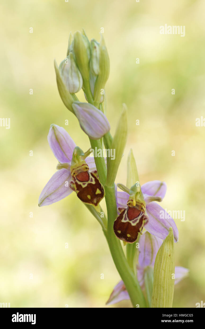 Ophrys apifera (Bee orchid) Stock Photo