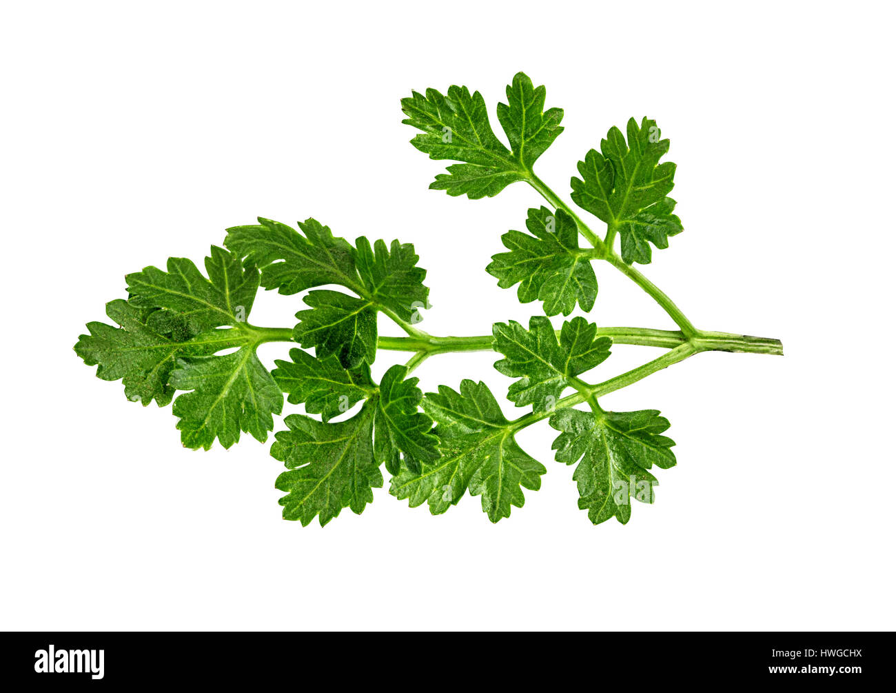 green parsley isolated on white background Stock Photo Alamy