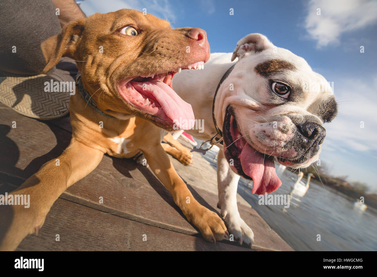 Why Do Dogs Play With Each Other