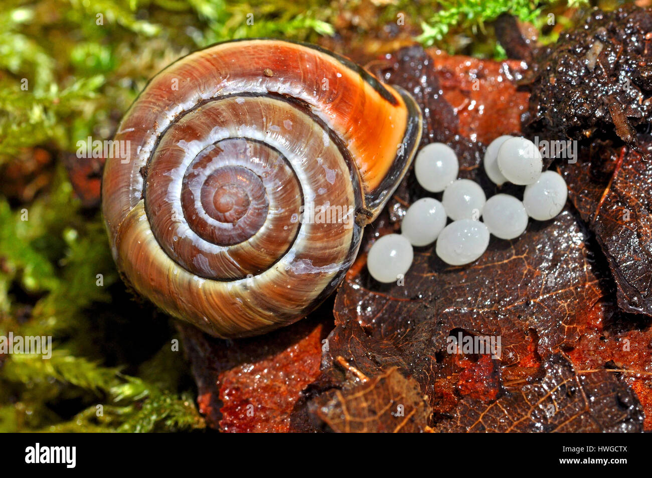 White Lipped Banded Snail (Cepaea Hortensis) with eggs Stock Photo Alamy