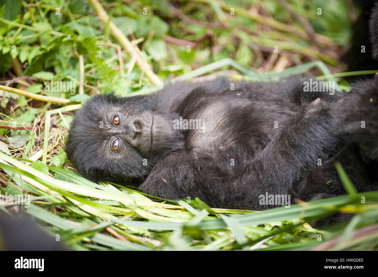 Mountain gorilla (Gorilla berengei berengei) trekking in Volcanoes National Park, Rwanda. Stock Photo