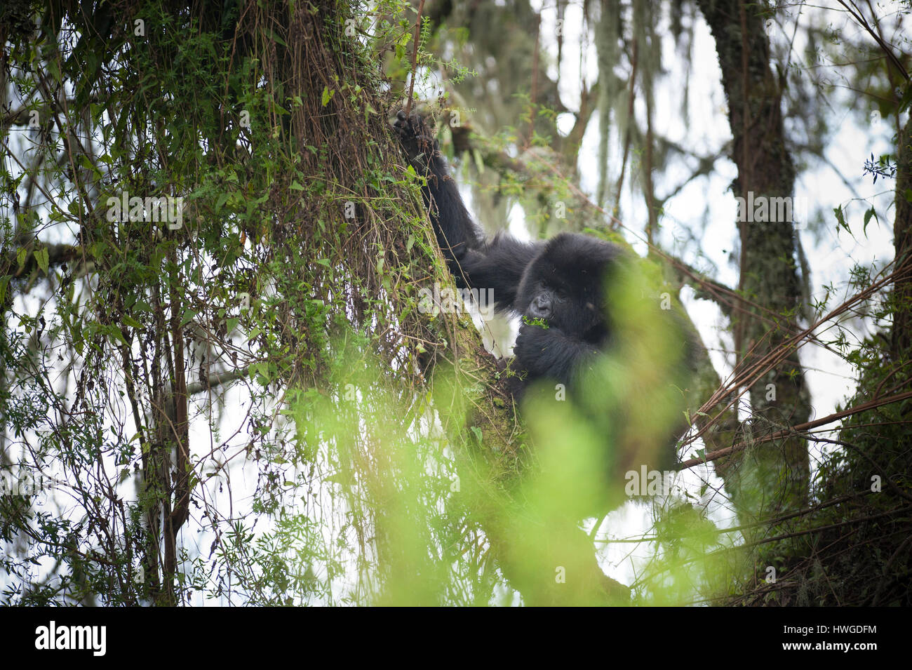 Mountain gorilla (Gorilla berengei berengei) trekking in Volcanoes National Park, Rwanda. Stock Photo