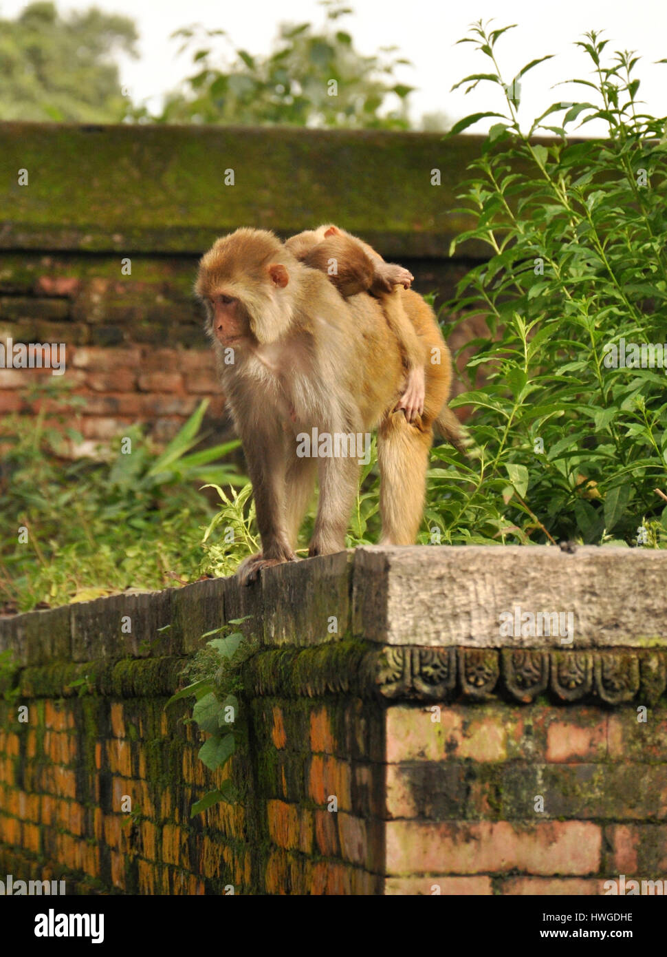 Monkey family - baby monkey on a back of adult monkey in hindu temple ...