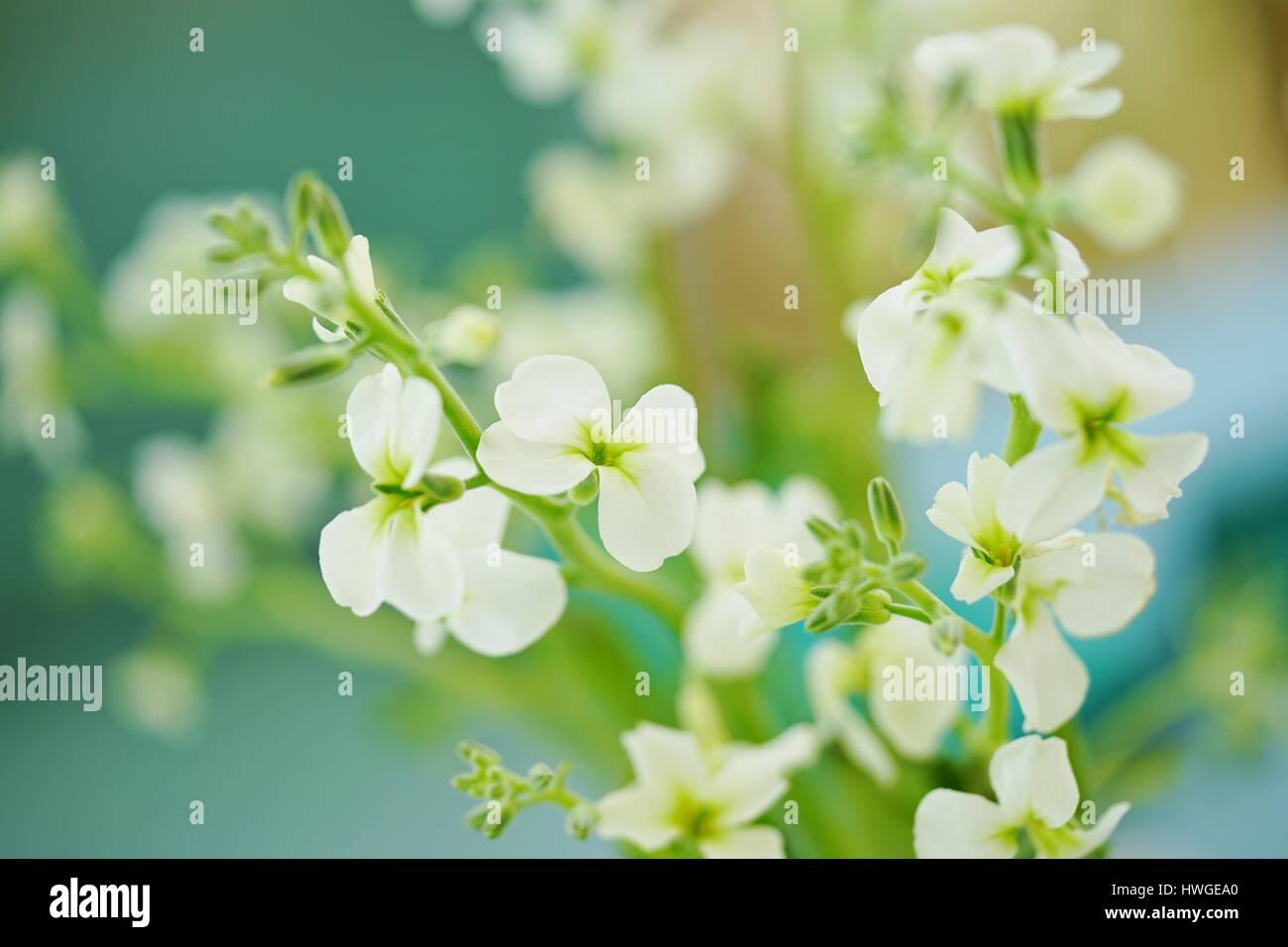Bouquet of fragrant white stock flowers (matthiola) Stock Photo