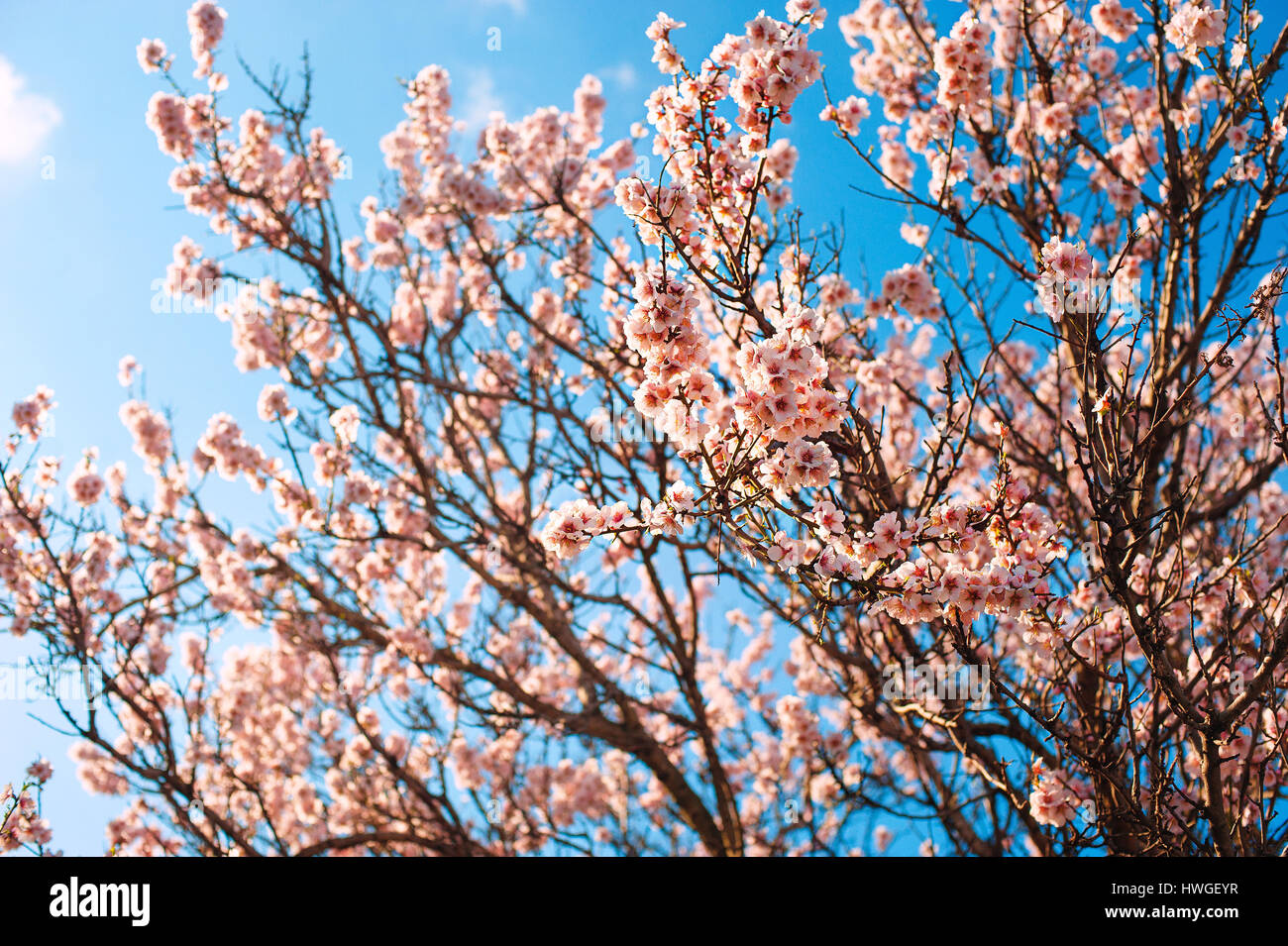 almond tree flower with buds and blossoms blooming at springtime