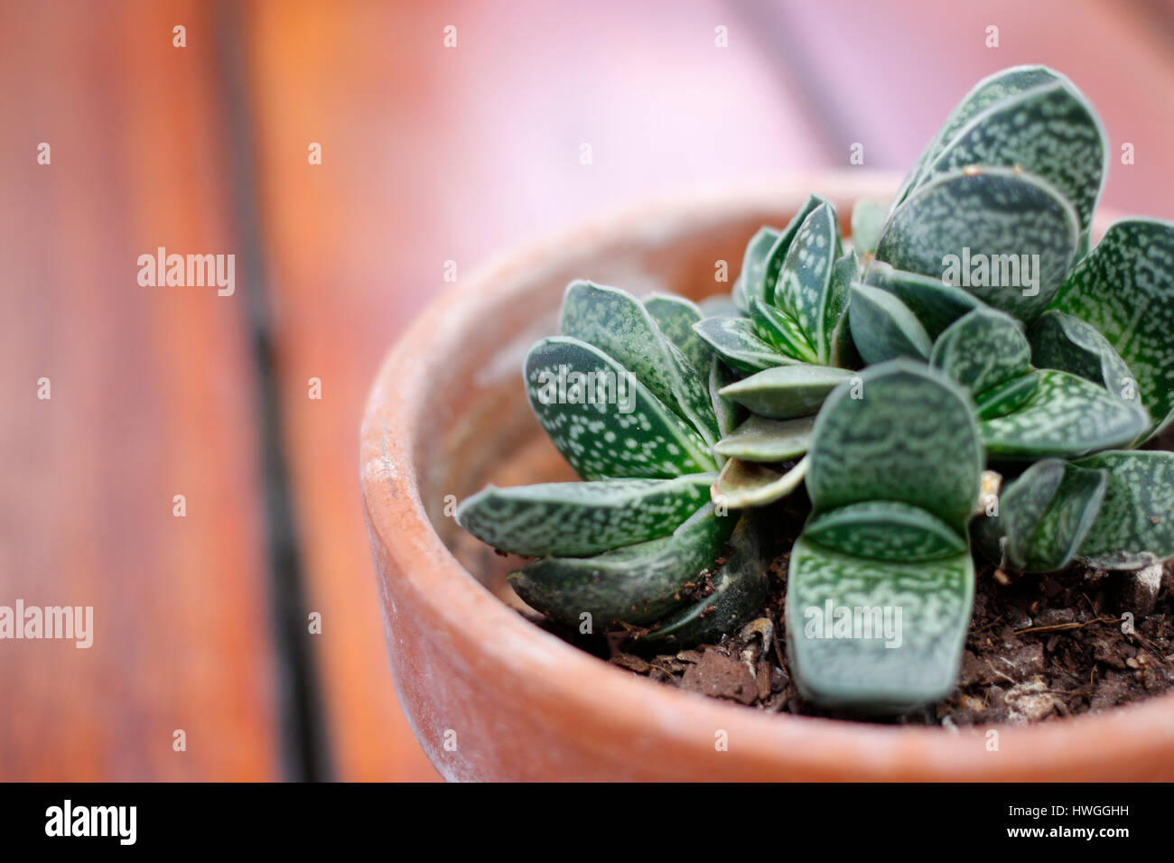 Succulent plant in terracotta pot Stock Photo Alamy