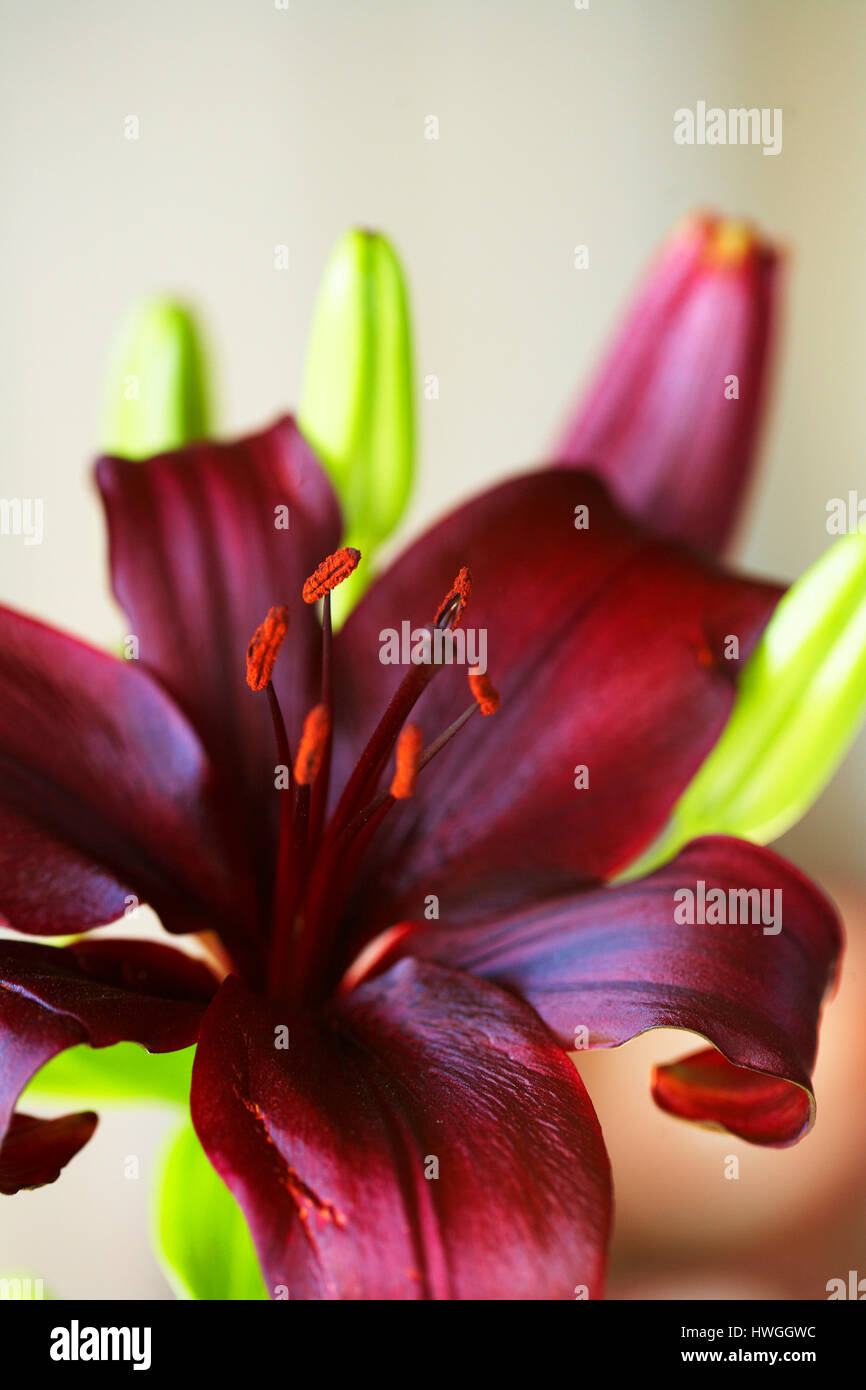 dark red lily flower Stock Photo Alamy