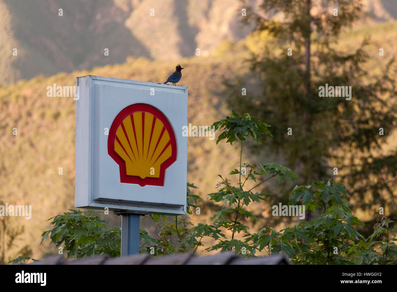 A bird rests on the Shell petroleum sign Stock Photo