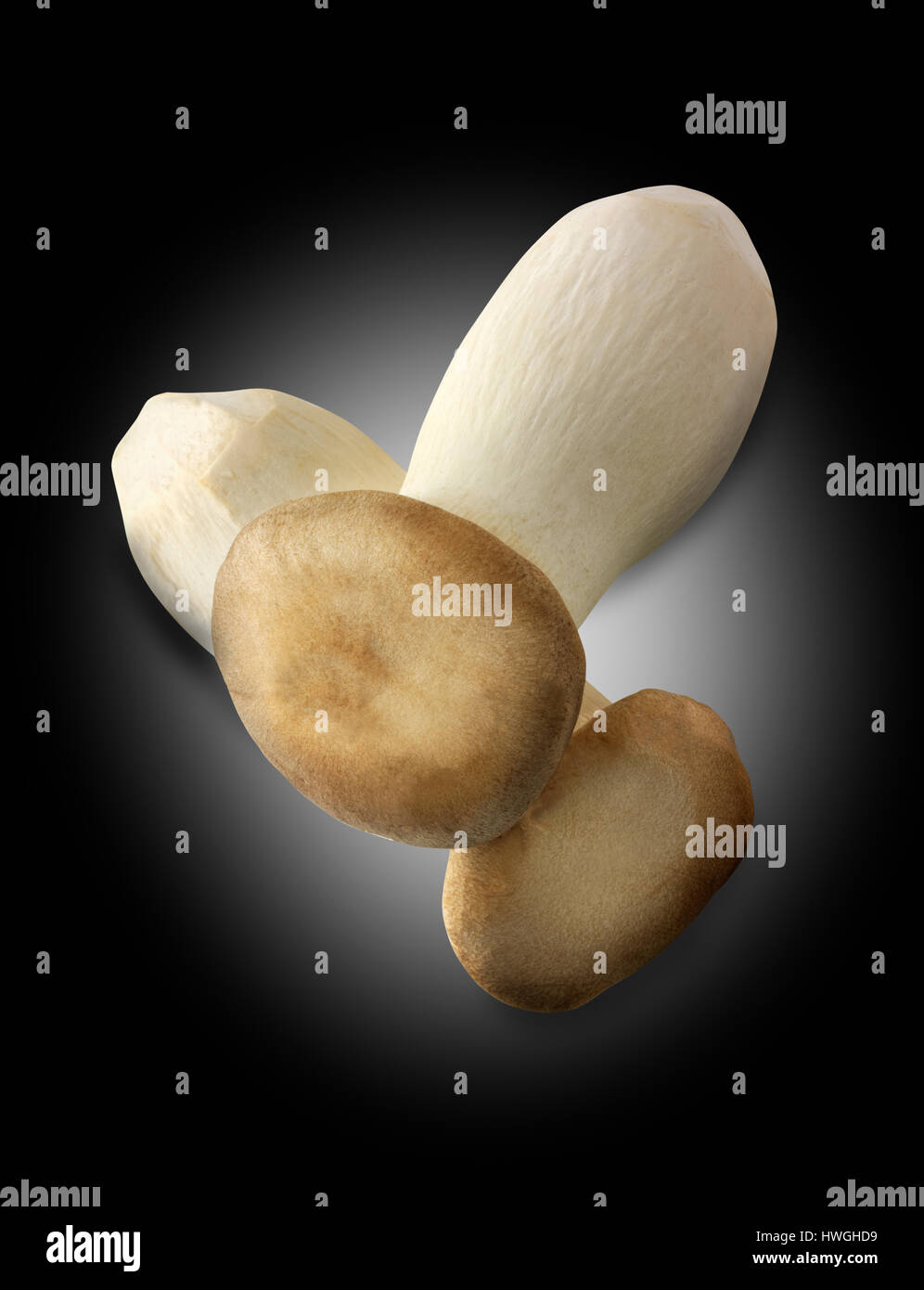 Fresh picked King trumpet mushrooms (Pleurotus eryngii) Stock Photo