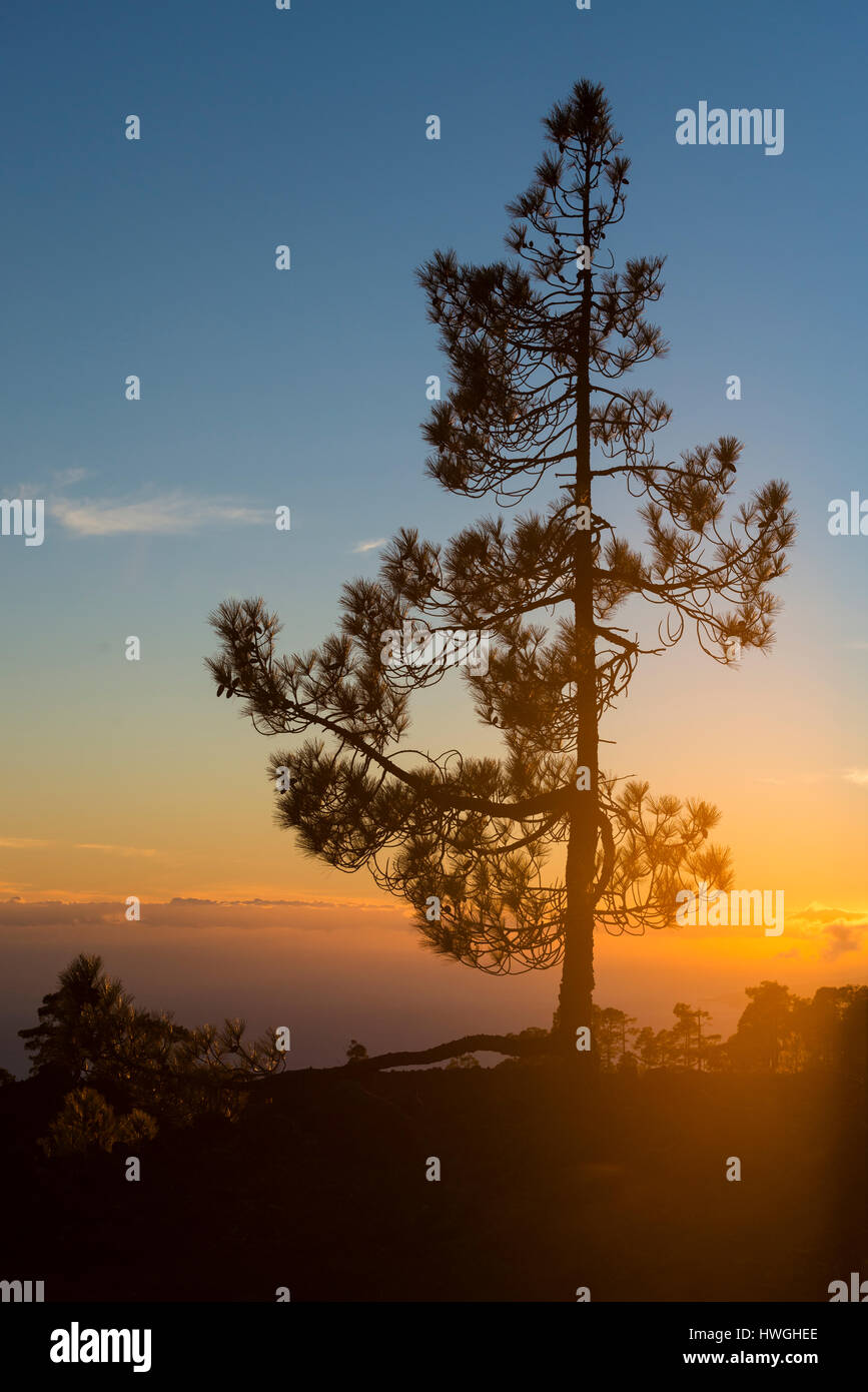 Canary Island pine (Pinus canariensis) at sunset, Teide National Park, Canary Islands, Tenerife, Spain Stock Photo