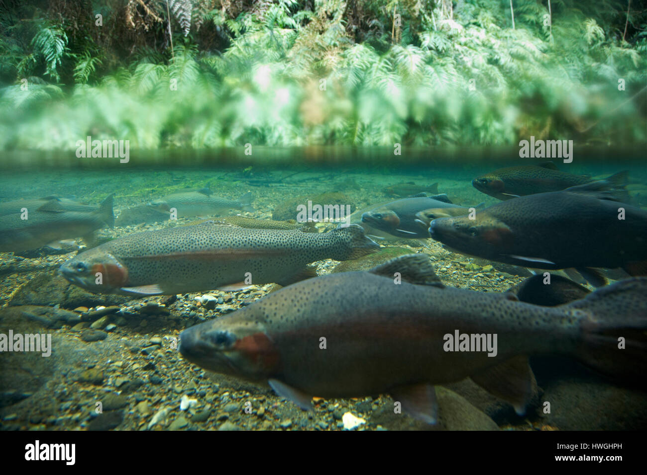 Trout underwater hires stock photography and images Alamy