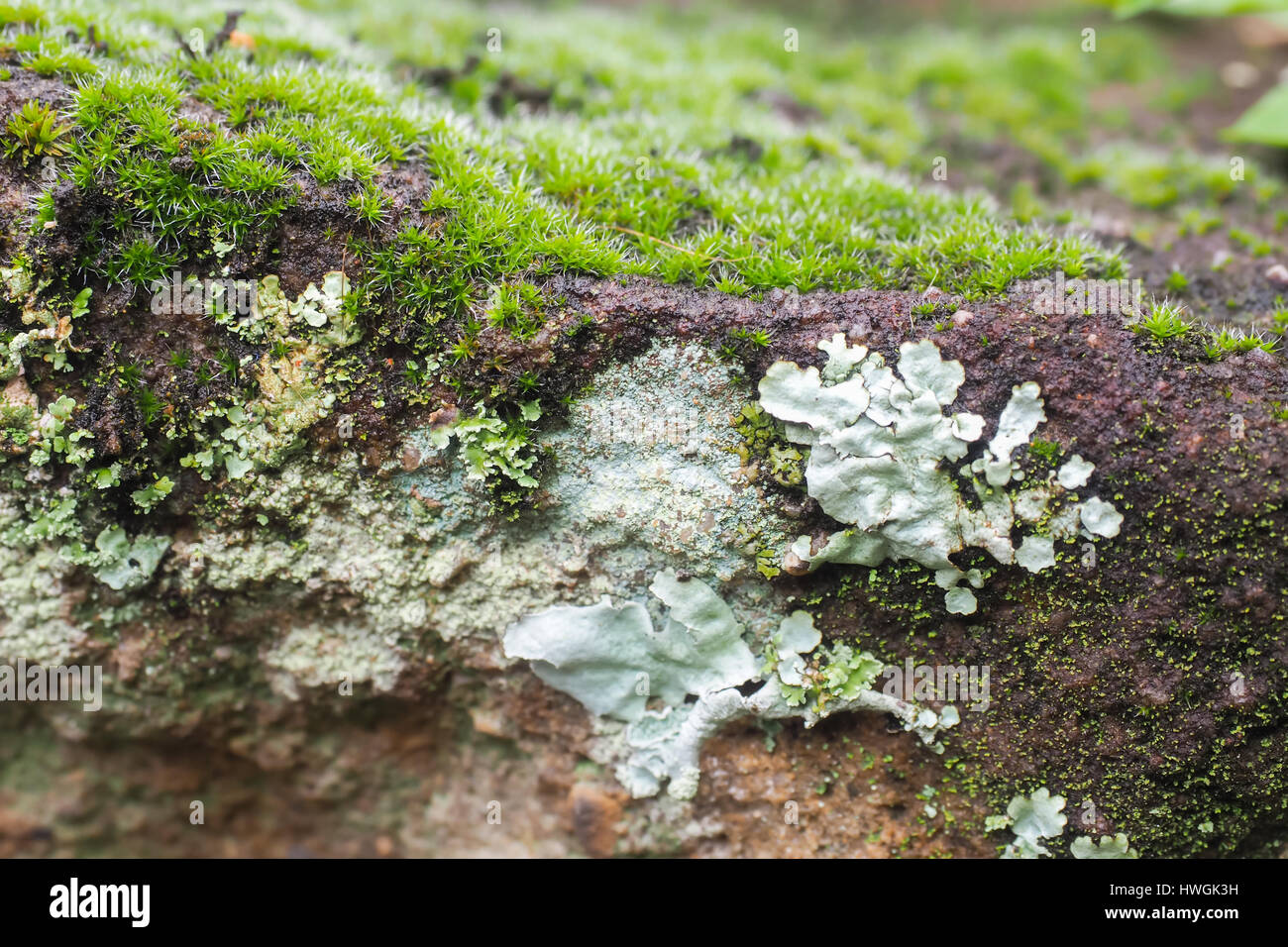 Grey-green colored Lichen and areas of bright green moss on a highly ...
