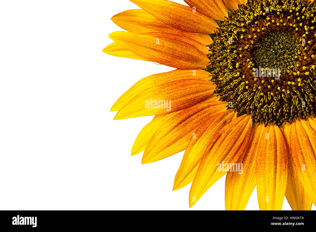Yellow sunflower close up isolated on white background Stock Photo - Alamy
