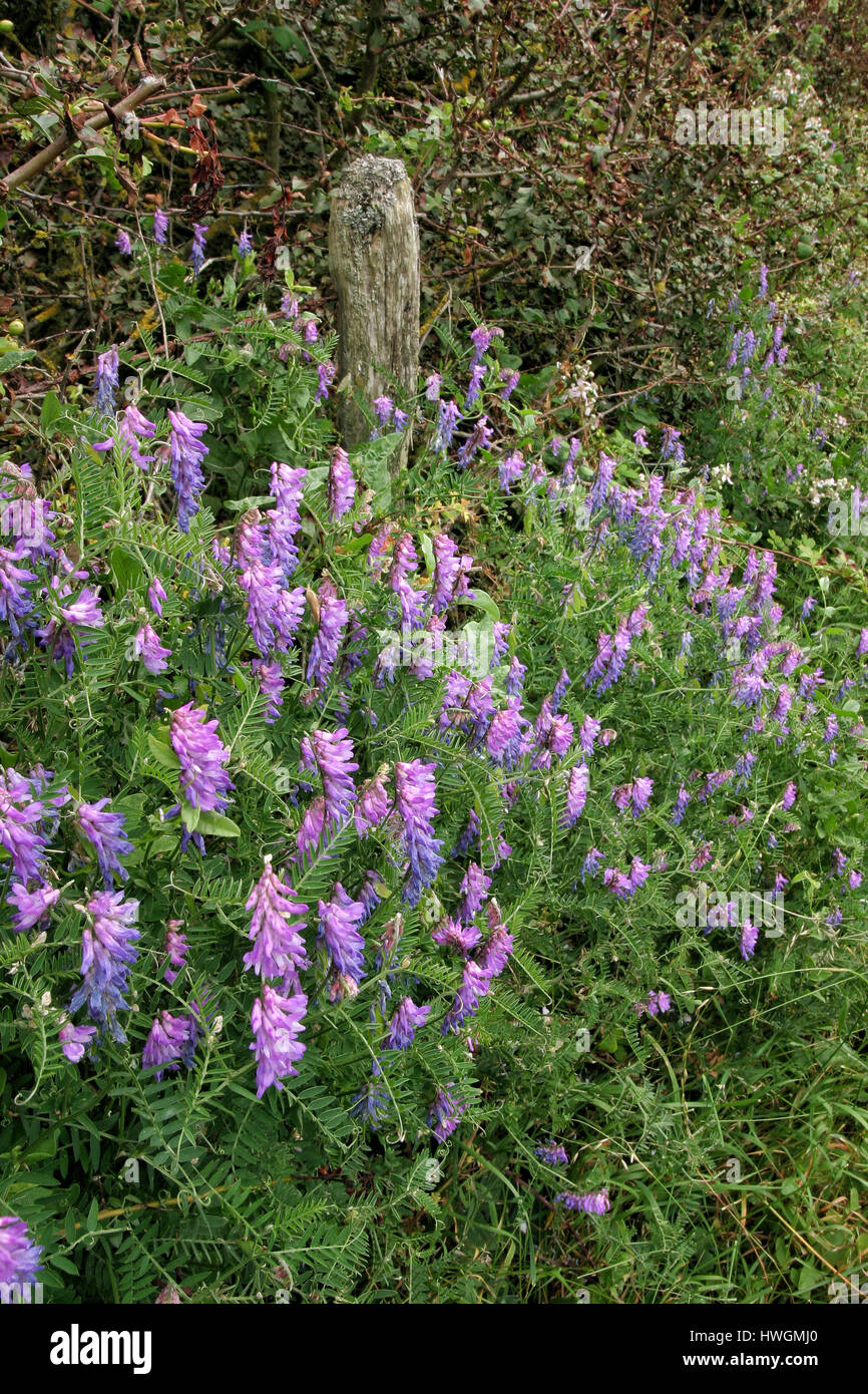 Tufted vetch Vicia cracca colonising a hedge bottom on the South Downs of East Sussex UK Stock Photo