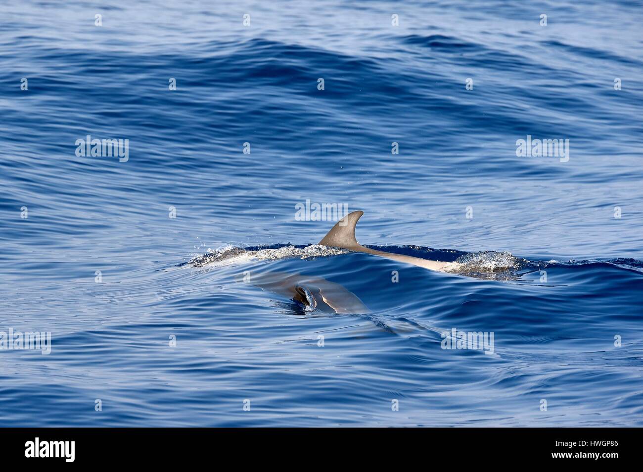 France, Alpes Maritimes, Saint Jean Cap Ferrat, Pelagos Sanctuary for Mediterranean Marine Mammals, striped dolphin (Stenella coeruleoalba) Stock Photo