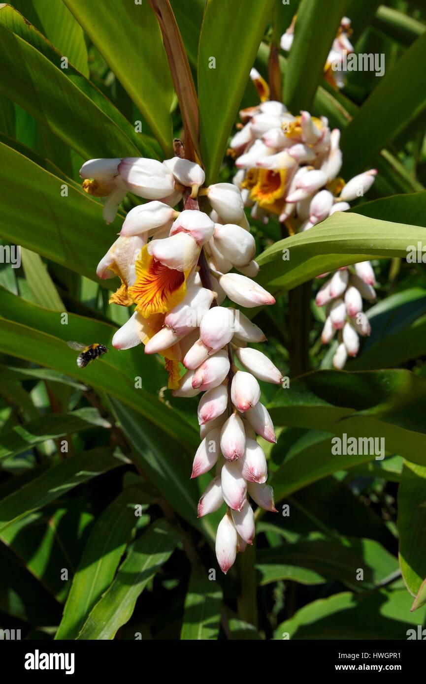France, Alpes Maritimes, Menton, Val Rahmeh Botanical Garden, Alpinia zerumbet commonly known as shell ginger Stock Photo