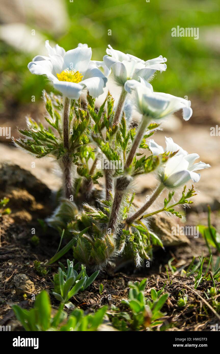 France, Hautes Alpes, Embrun, Mount Guillaume, White pulsatile anemone, (Pulsatilla vulgaris alba) Stock Photo