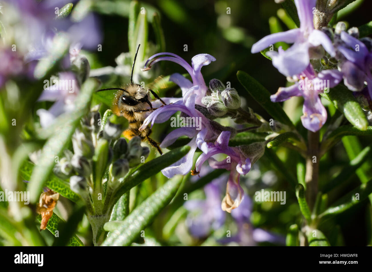 An European honey bee (Apis mellifera) over flowers of rosemary (Rosmarinus officinalis) searching for nectar to sip. Stock Photo