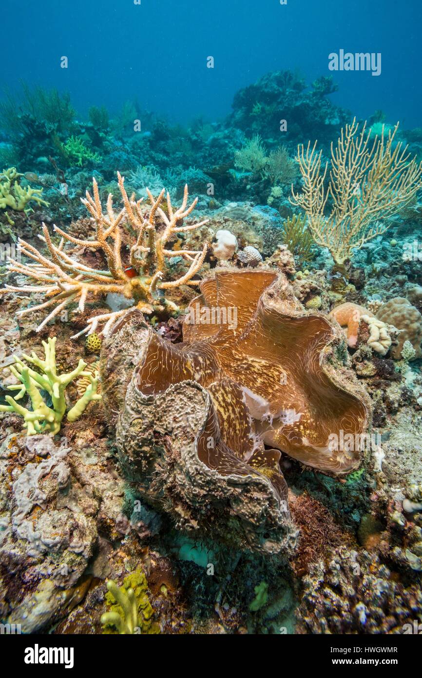 Philippines, Mindoro, Apo Reef Natural Park, giant clam (Tridacna gigas) inside the coral reef Stock Photo