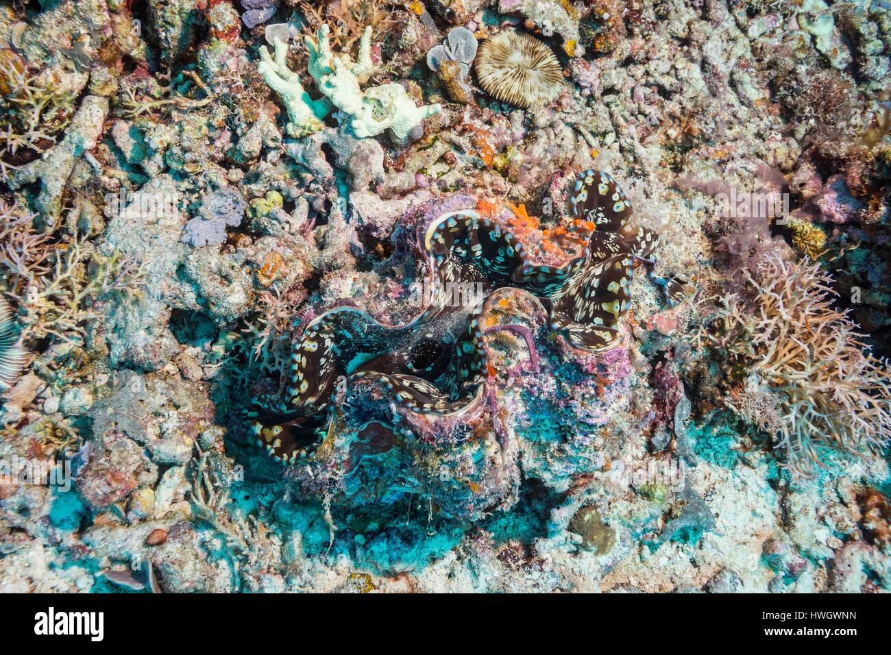 Philippines, Mindoro, Apo Reef Natural Park, giant clam (Tridacna gigas) Stock Photo