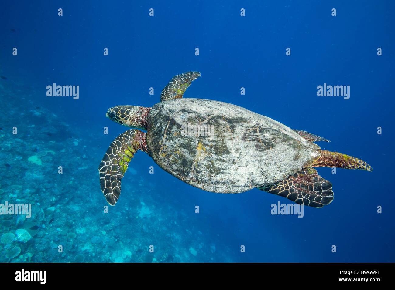 Philippines, Mindoro, Apo Reef Natural Park, a critically endangered hawksbill turtle (Eretmochelys imbricata) Stock Photo