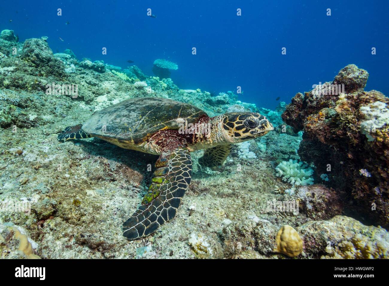Philippines, Mindoro, Apo Reef Natural Park, a critically endangered hawksbill turtle (Eretmochelys imbricata) Stock Photo