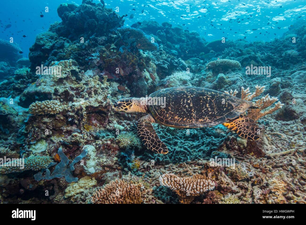 Philippines, Mindoro, Apo Reef Natural Park, a critically endangered hawksbill turtle (Eretmochelys imbricata) Stock Photo