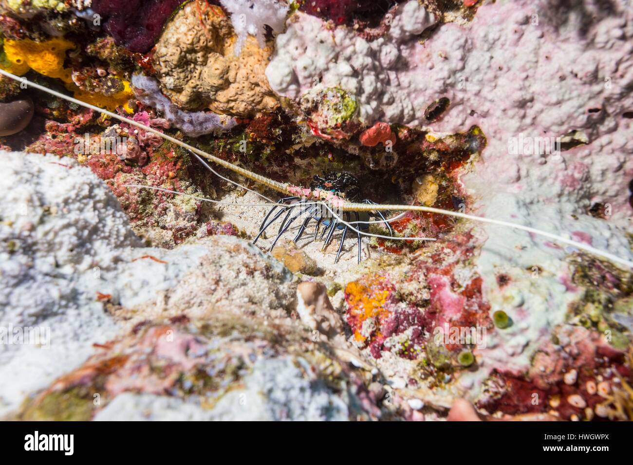 Philippines, Mindoro, Apo Reef Natural Park, Spiny Lobster (Panulirus sp.) Stock Photo