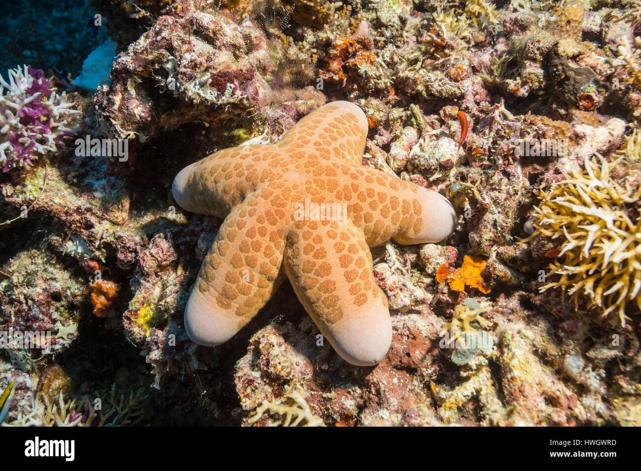 Philippines, Mindoro, Apo Reef Natural Park, granulated sea star (Choriaster granulatus) Stock Photo