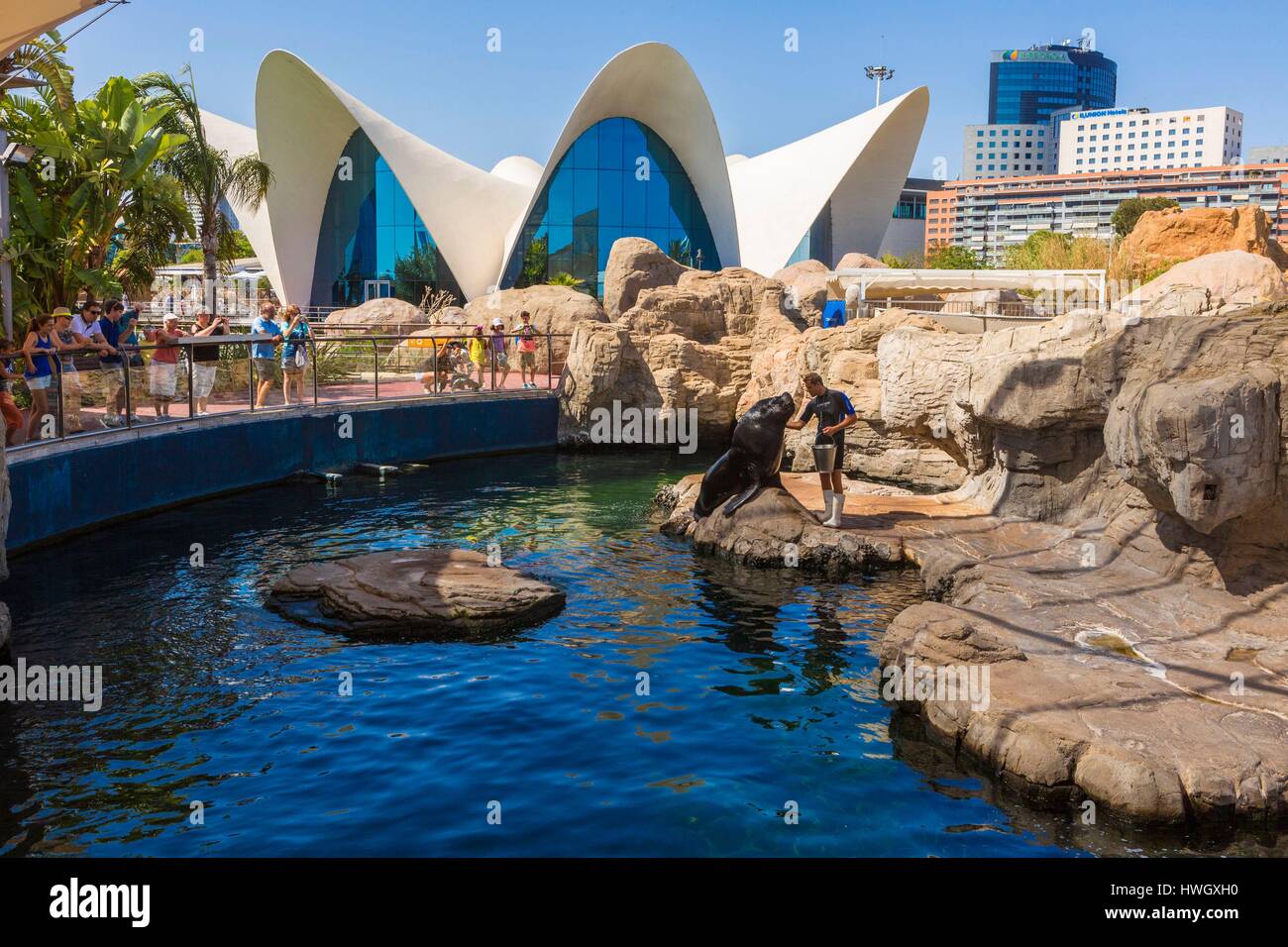Spain, Valencia, City of Sciences and Arts, Oceanografic, the largest oceanographic park in Europe, sea lion show Stock Photo