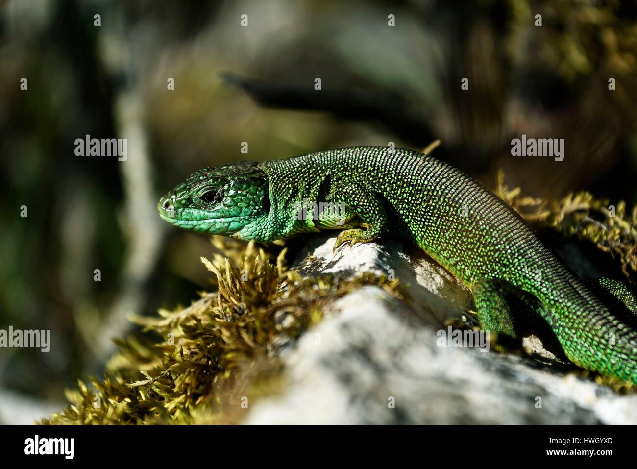 France, Haut Rhin, Soultzmatt, colline calcaire, Lézard vert (Lacerta viridis) mâle Stock Photo