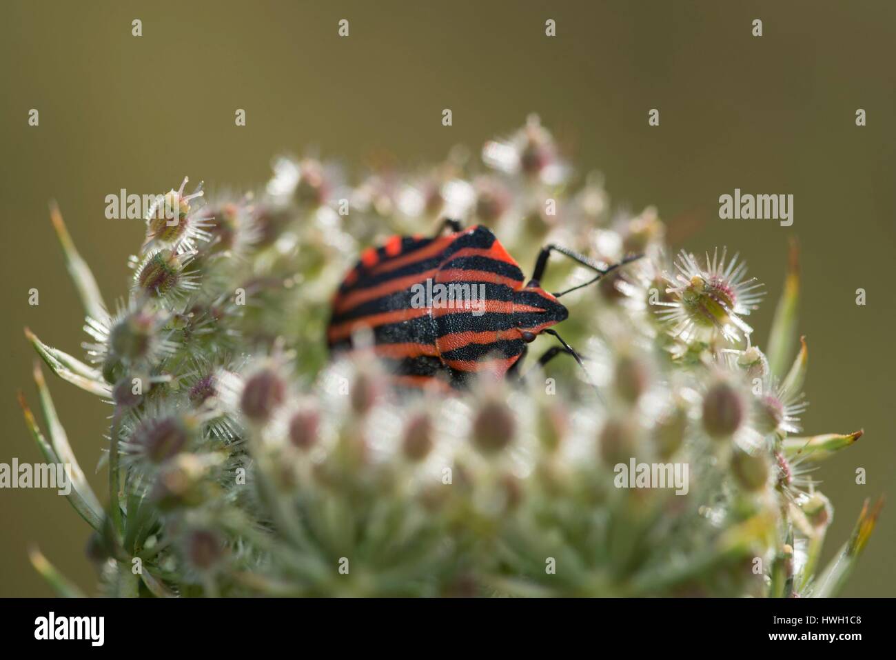 France, Auvergne, shield bug (Graphosoma italicum) Stock Photo