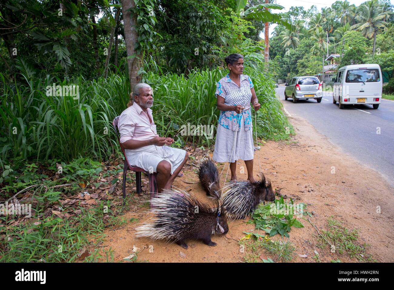 Sri Lanka, Indian ocean, Sigiriya, Captive Indian crested porcupine or Indian porcupine (Hystrix indica)roadside show for passing tourists, near Sigiriya Stock Photo