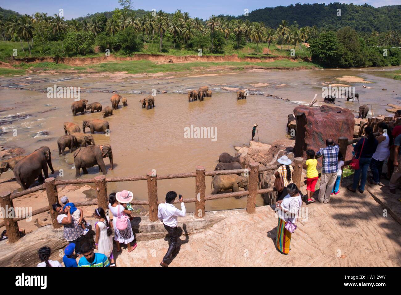 Sri Lanka, Pinnawala, Sri lankan elephants (Elephas maximus maximus) from Pinnawala Elephant Orphanage bathing in the Maha Oya river with their carers nearby, part of a scheme run by the Sri Lankan Department of Wildlife Stock Photo