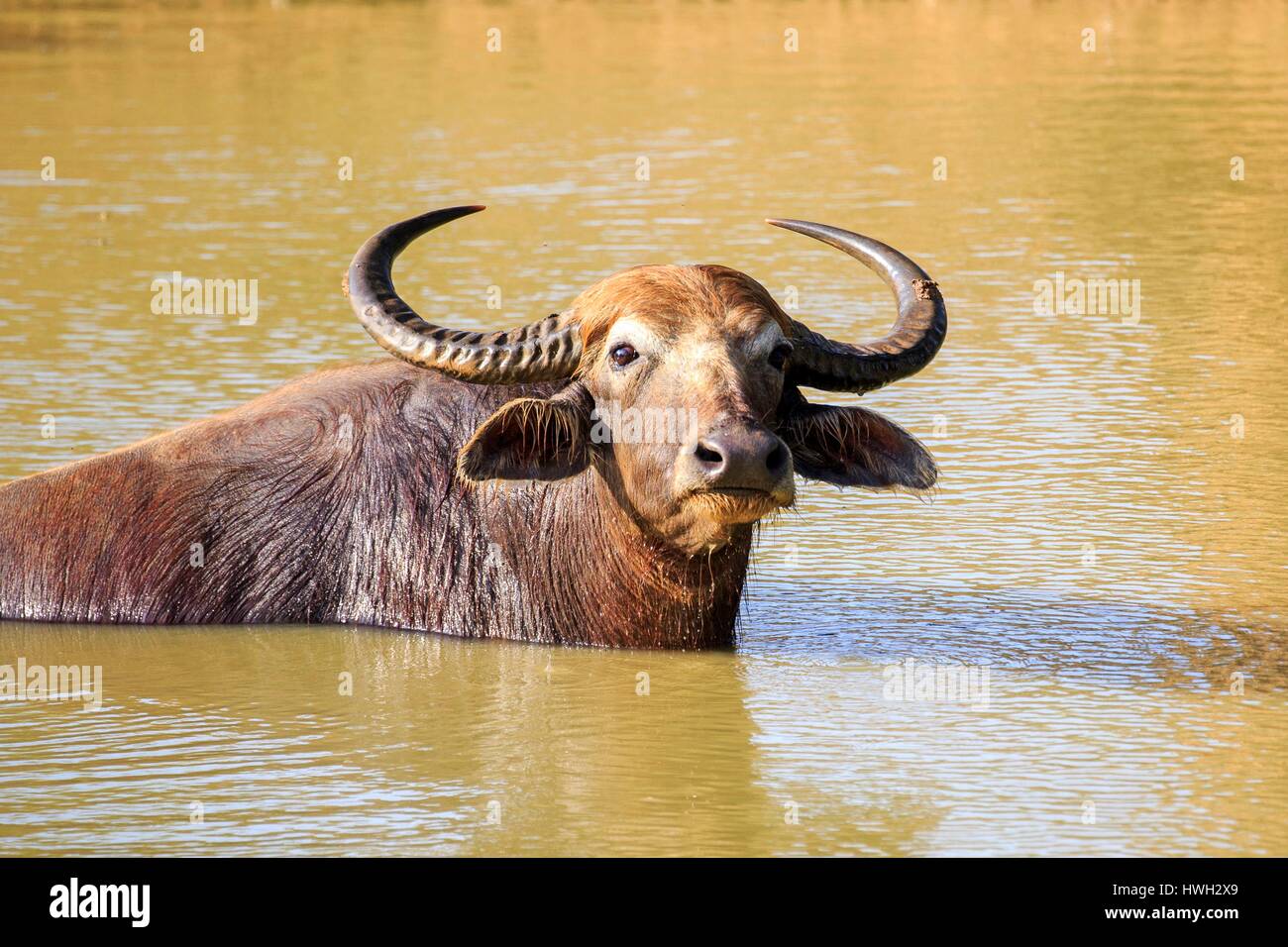 Sri Lanka, Yala national patk, Wild water buffalo or Asian buffalo (Bubalus arnee), resting in the water Stock Photo