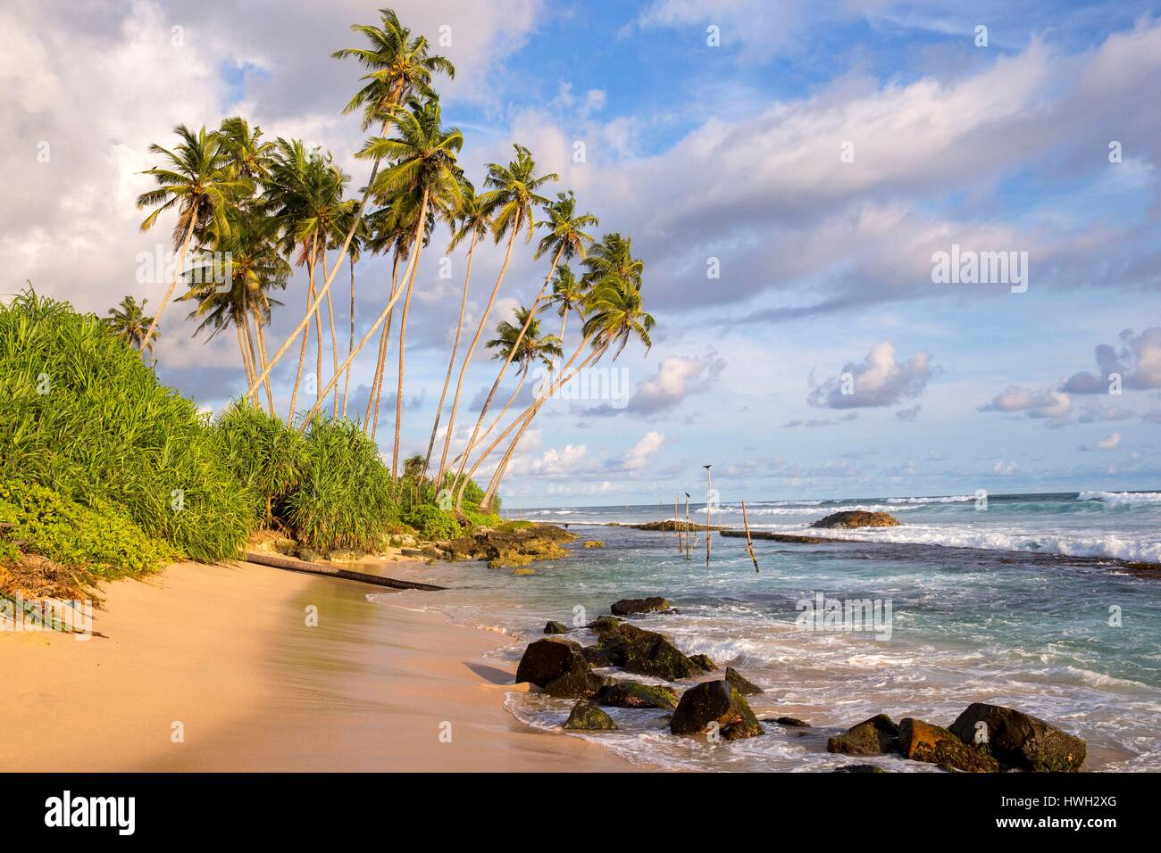 Sri Lanka, Indian Ocean, Weligama, fishing village, beach and coconuts