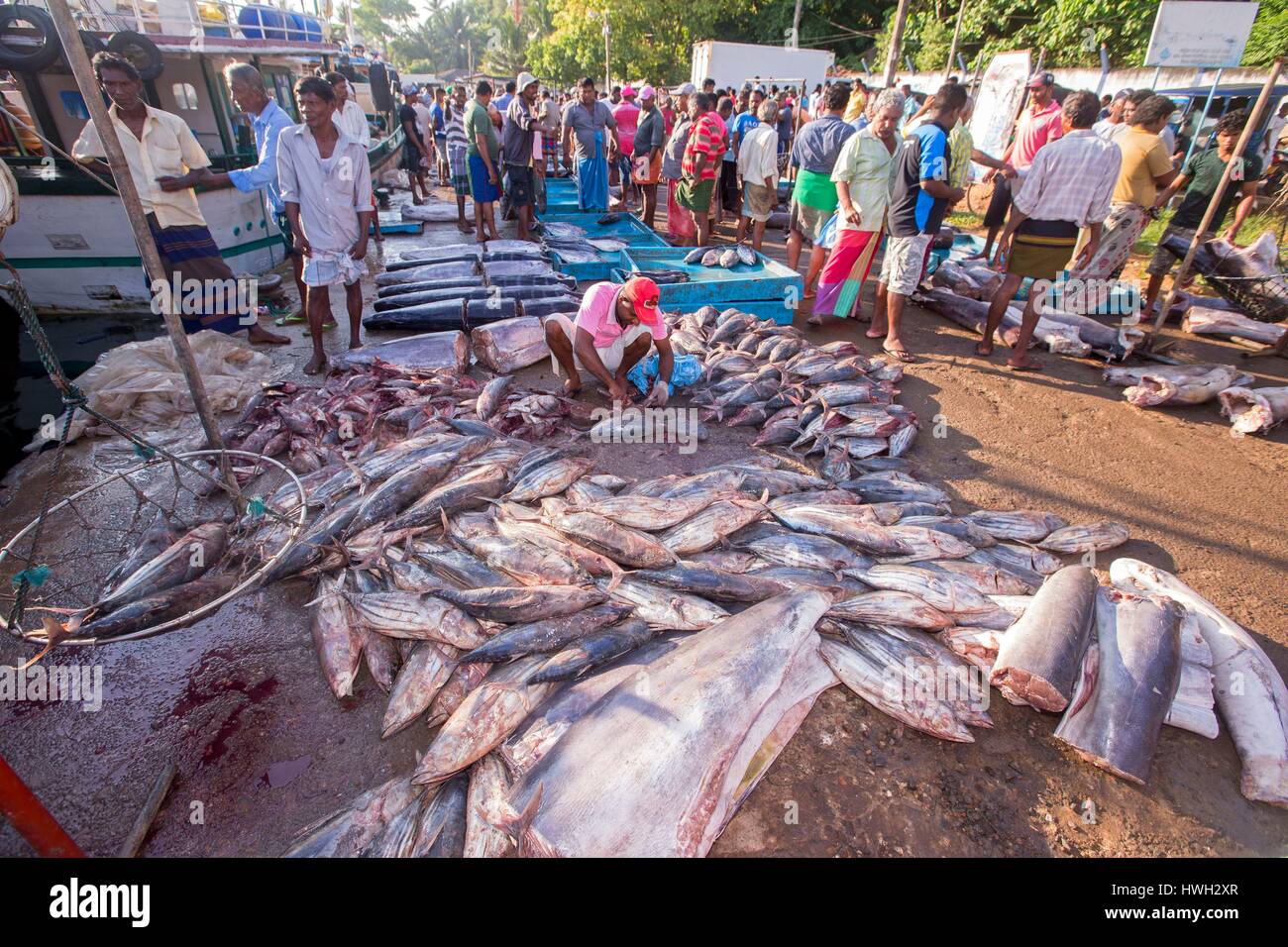 Sri Lanka, Indian Ocean, Mirissa, Fishing port, Skipjack tuna (Katsuwonus pelamis), Yellowfin tuna (Thunnus albacares) Stock Photo