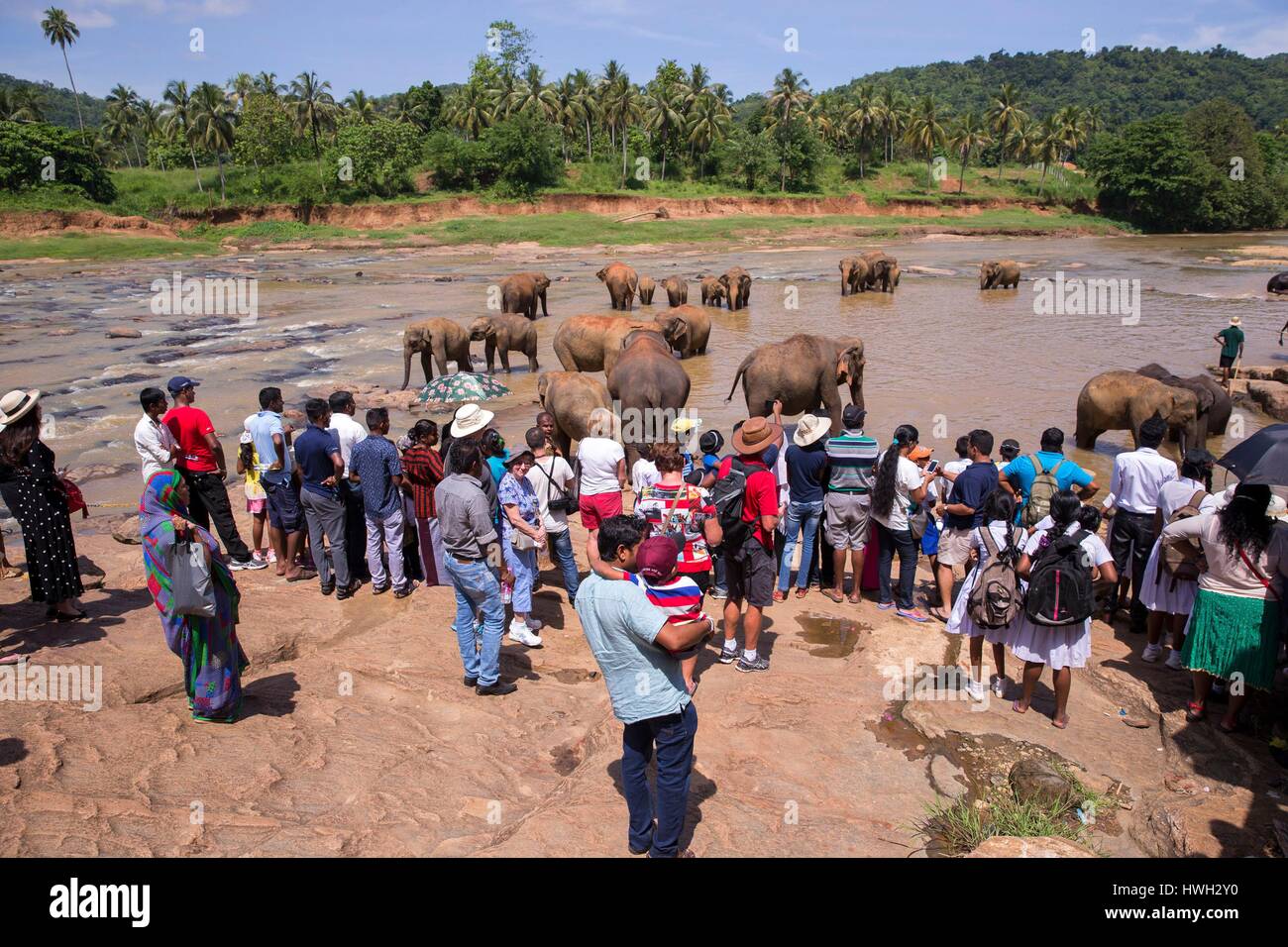 Sri Lanka, Pinnawala, Sri lankan elephants (Elephas maximus maximus) from Pinnawala Elephant Orphanage bathing in the Maha Oya river with their carers nearby, part of a scheme run by the Sri Lankan Department of Wildlife Stock Photo