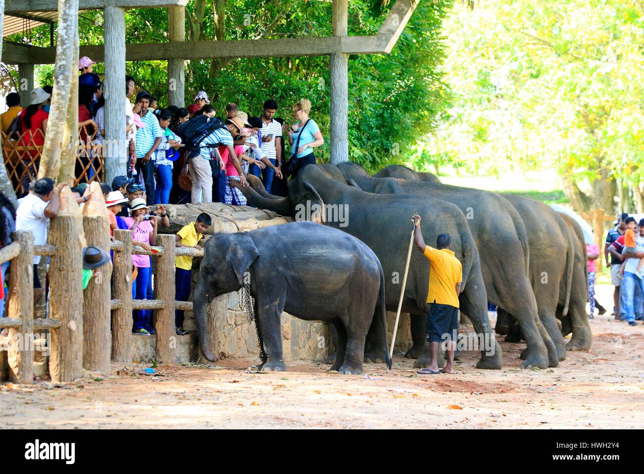 Sri Lanka, Pinnawala, Sri lankan elephants (Elephas maximus maximus) from Pinnawala Elephant Orphanage; open to the public, part of a scheme run by the Sri Lankan Department of Wildlife, with their carers nearby Stock Photo